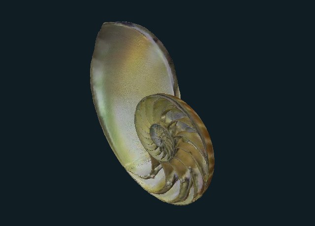 Bisected chambered nautilus model preview