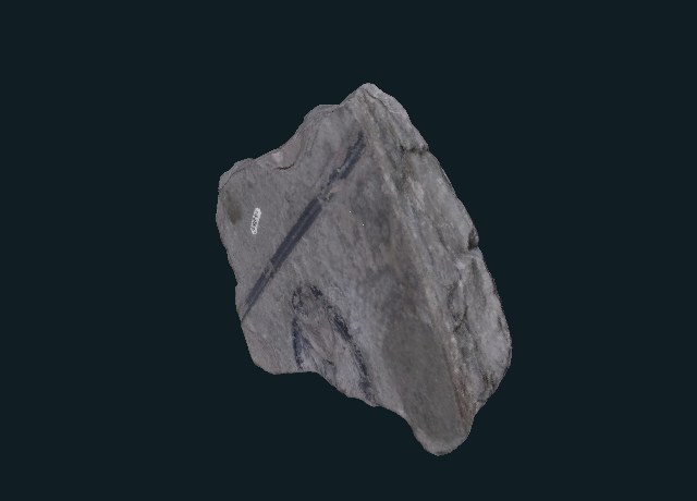 Etoblattina fossil, PRI 49722 preview