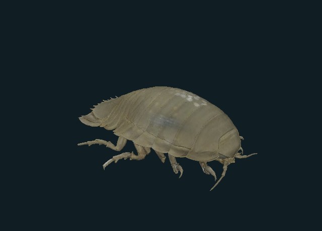 Giant isopod, accession 93.16 preview