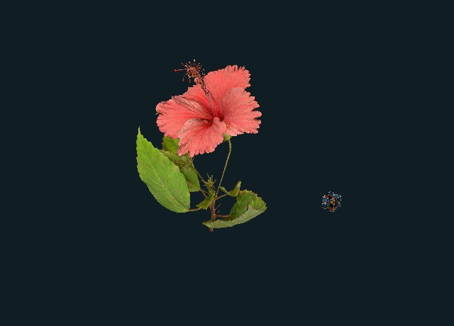 Red hibiscus flower preview