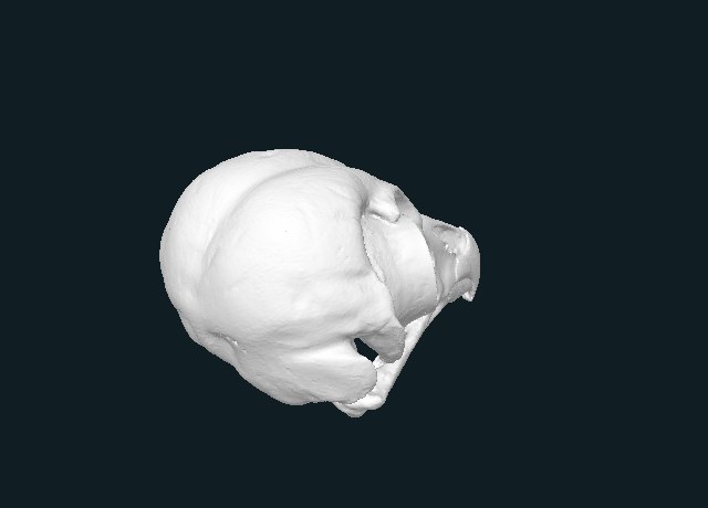 Barred owl skull, accession 158.14 model preview