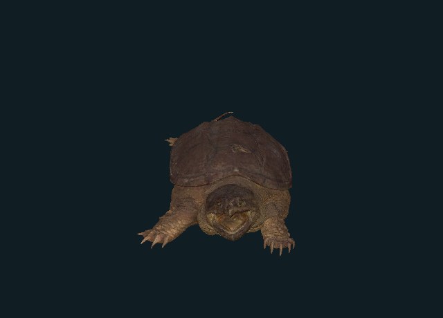 Snapping turtle, accession 79.92 model preview