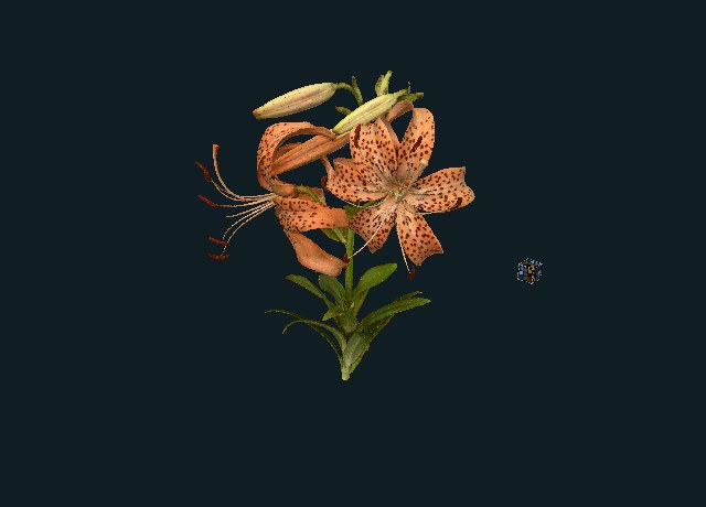 Tiger lily botanical scan model preview